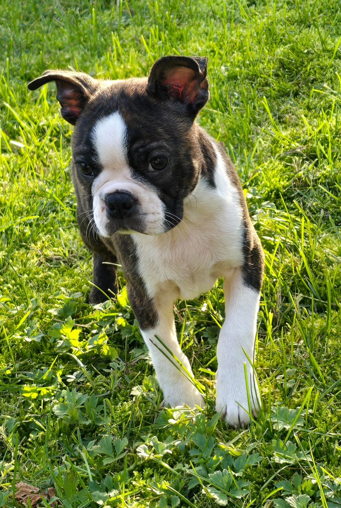 Des Hauts Vallons Isérois - Chiot disponible  - Boston Terrier