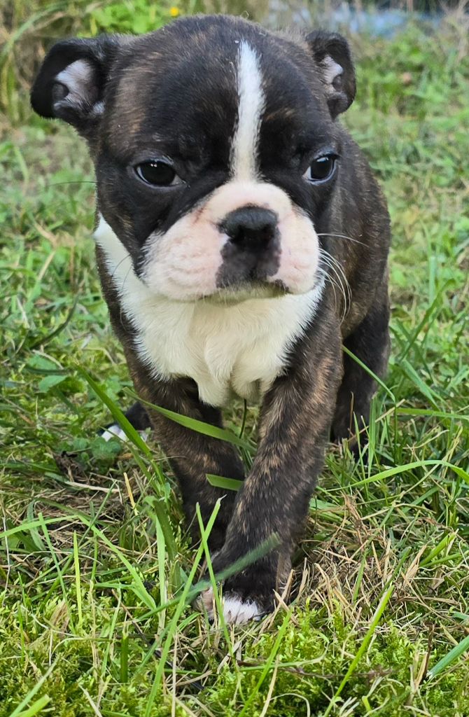 Des Hauts Vallons Isérois - Chiot disponible  - Boston Terrier