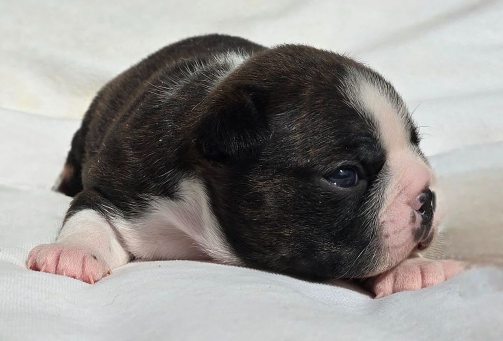 Des Hauts Vallons Isérois - Chiot disponible  - Boston Terrier