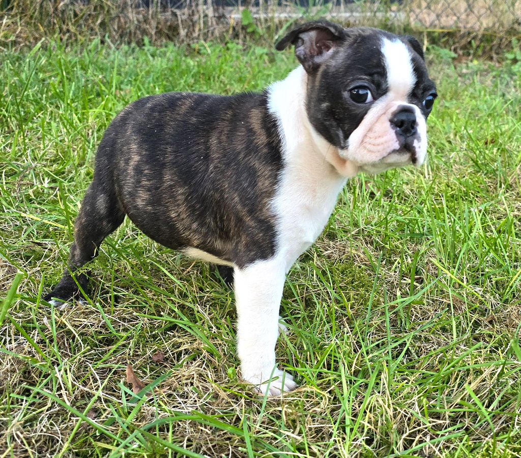 Des Hauts Vallons Isérois - Chiot disponible  - Boston Terrier