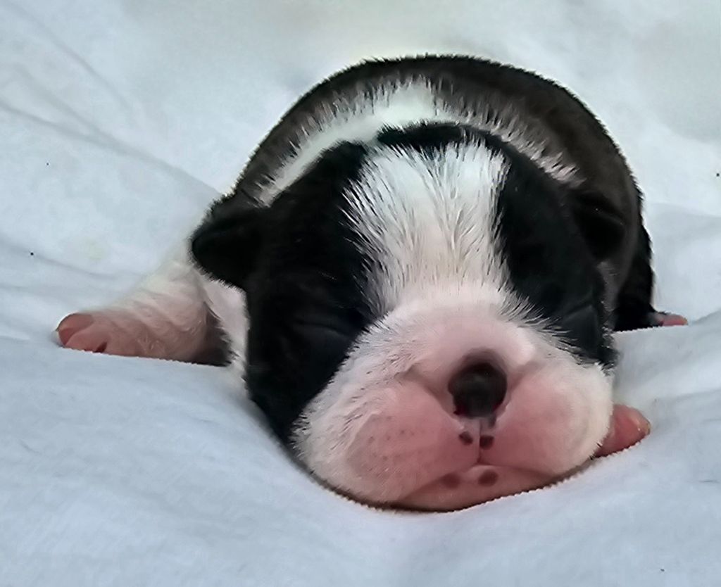 Des Hauts Vallons Isérois - Chiot disponible  - Boston Terrier