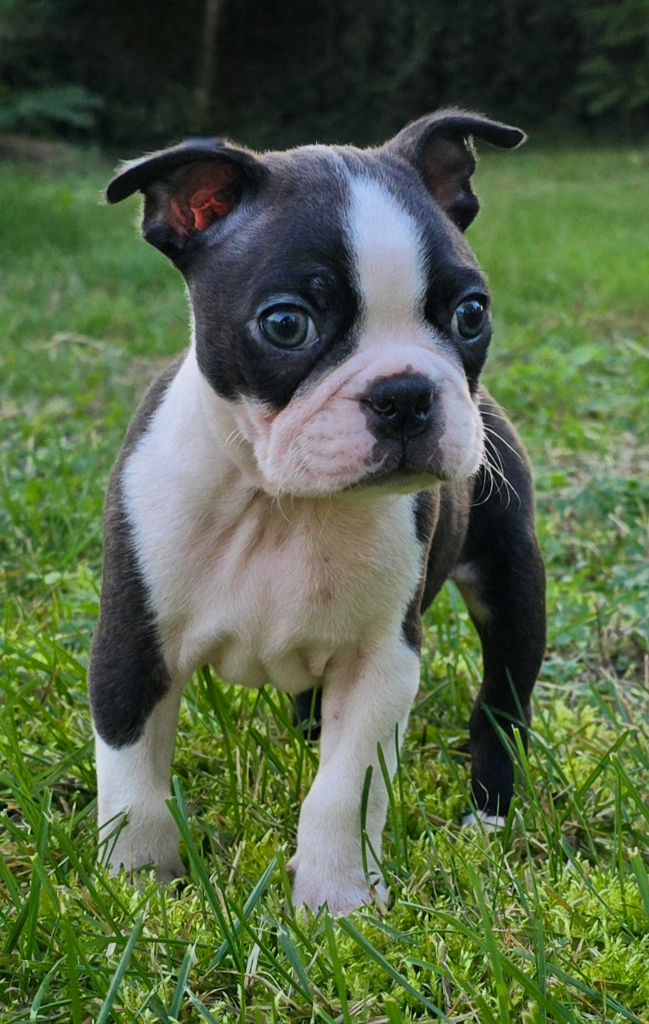 Des Hauts Vallons Isérois - Chiot disponible  - Boston Terrier