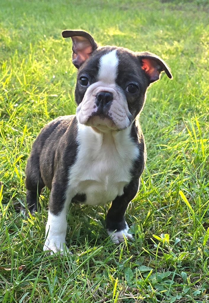 Des Hauts Vallons Isérois - Chiot disponible  - Boston Terrier