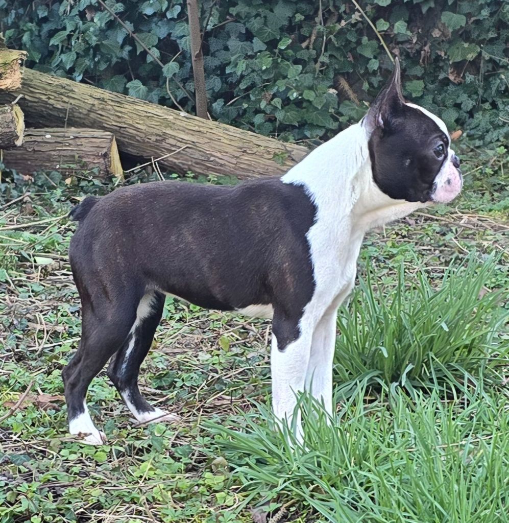 Des Hauts Vallons Isérois - Chiots disponibles - Boston Terrier