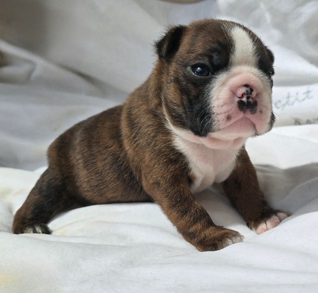 Des Hauts Vallons Isérois - Chiots disponibles - Boston Terrier