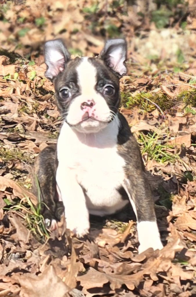 Des Hauts Vallons Isérois - Chiots disponibles - Boston Terrier