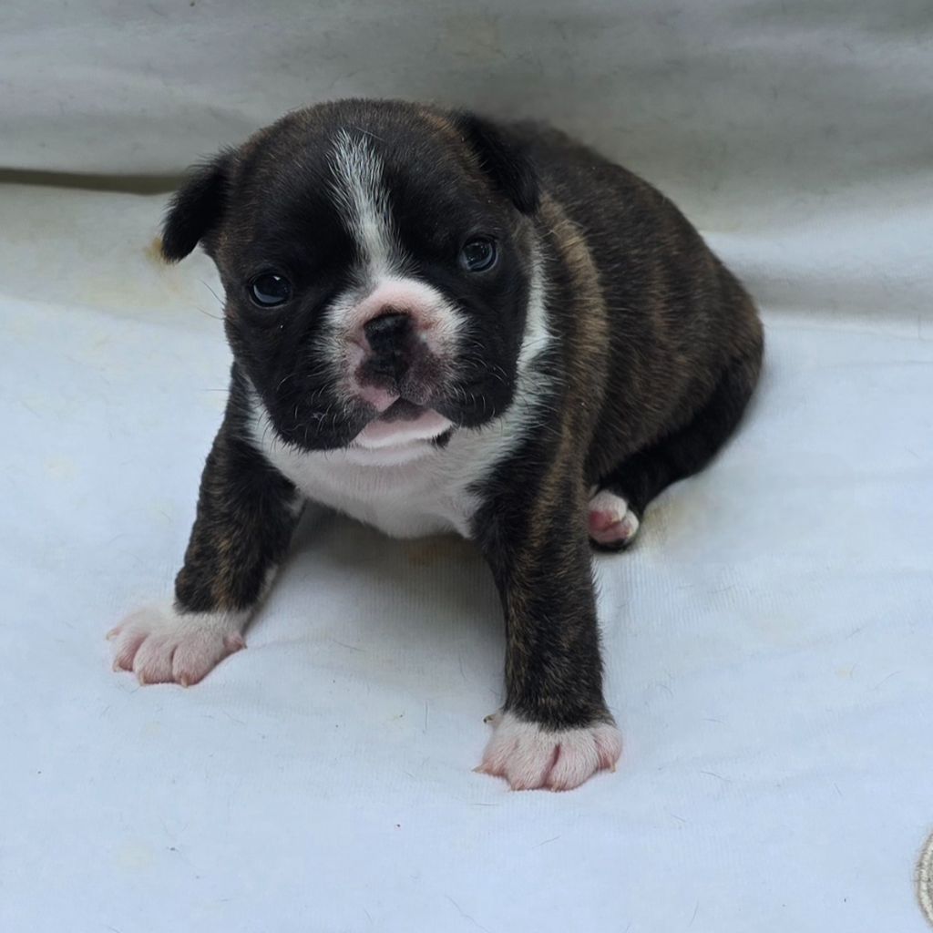 Des Hauts Vallons Isérois - Chiots disponibles - Boston Terrier