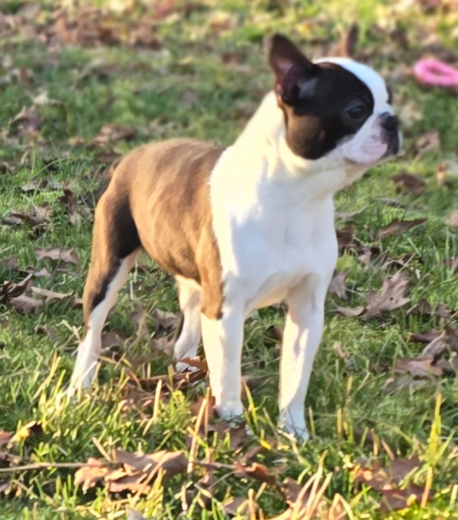 Des Hauts Vallons Isérois - Chiots disponibles - Boston Terrier