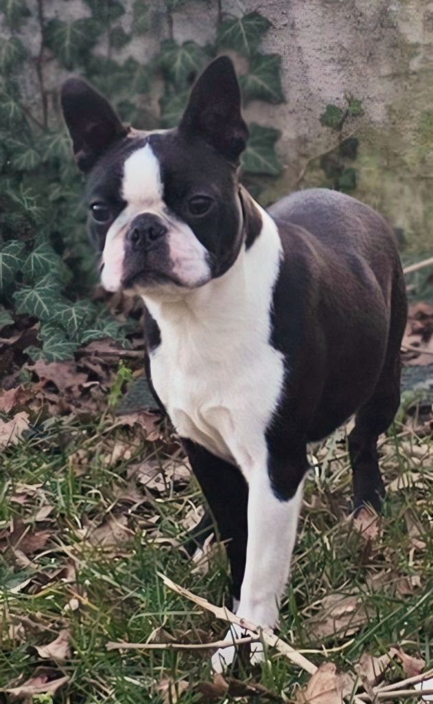 Des Hauts Vallons Isérois - Chiots disponibles - Boston Terrier