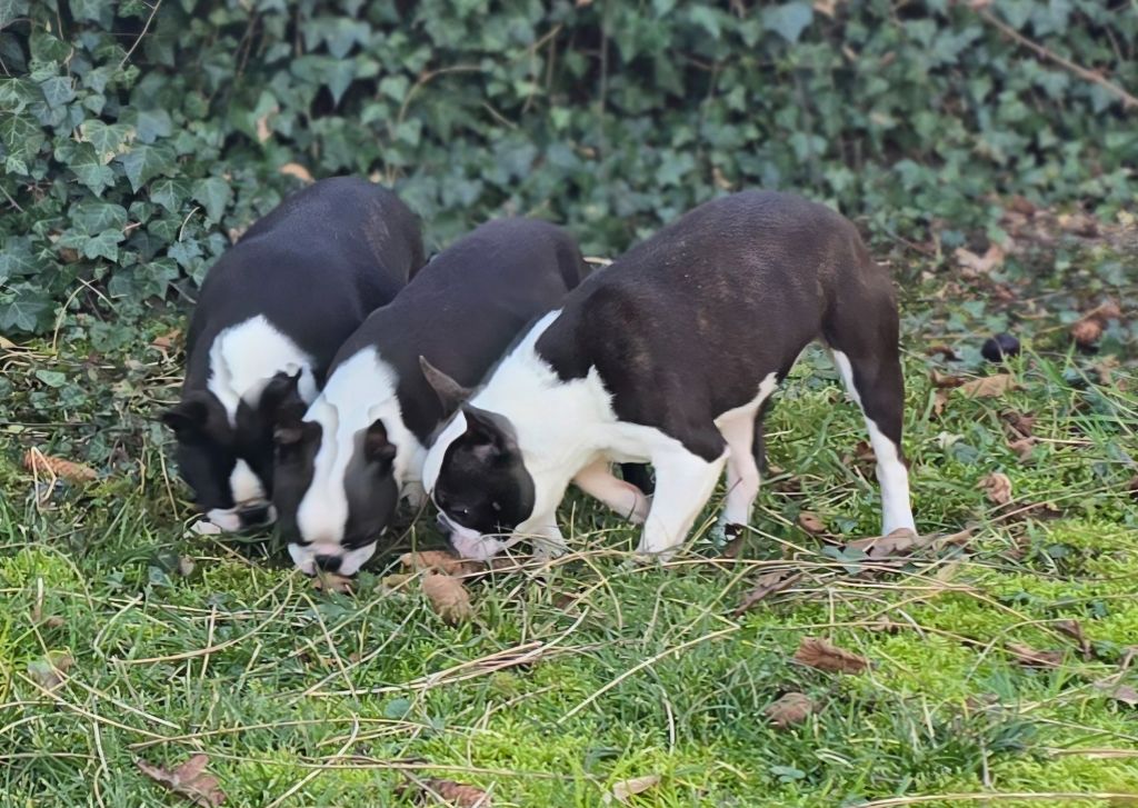 Chiot Boston Terrier Des Hauts Vallons Isérois