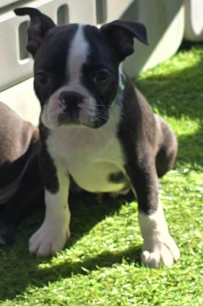 Des Hauts Vallons Isérois - Chiots disponibles - Boston Terrier